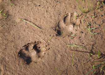fresh coyote tracks clearly visible in mud closeup © Nathan Allred