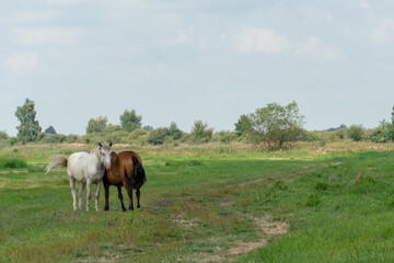 Two horses standing alone by a path in an empty meadow. Free grazing of horses. Love for animals.