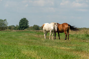Grazing horses on a green pasture on a sunny summer day against a blue sky. A couple of horses graze in a meadow.