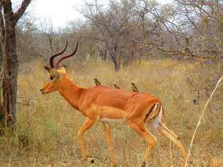 antilope