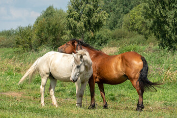 Obraz na płótnie Canvas Grazing horses on a green pasture on a sunny summer day against a blue sky. A couple of horses graze in a meadow.