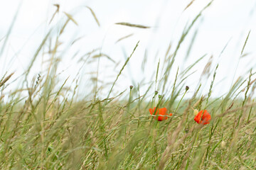 A wild field of flowers in the countryside. A red poppy grows and blooms in a wheat field.