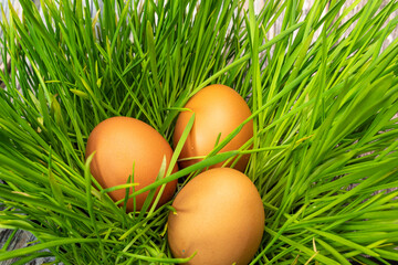 Three chicken eggs lying on green grass. Spring time in village, countryside concept.