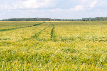 Obraz premium A large field of green young wheat against a background of blue sky and forest. In the middle of a wheat field, a track from harvesting equipment is visible. Ecological agriculture.