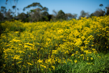 field of yellow flowers