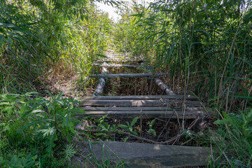 An old abandoned wooden bridge over the river in the dense thicket. Moving on a broken bridge is life-threatening. Travel and tourism.