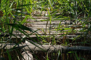 An old abandoned wooden bridge over the river in the dense thicket. Moving on a broken bridge is life-threatening. Travel and tourism.