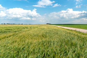 A large field of green young wheat against a blue sky. A dirt road runs through a wheat field in the countryside. Ecological agriculture. Cultivation of grain crops.