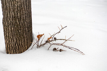 Dry twigs and cones like a bouquet in the white snow. An unusual posy in a snowdrift. Winter bouquet. Dry branches stick out beautifully from the snow. 