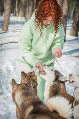 In winter, a girl feeds the husky dogs in the forest.