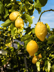 Ripe lemons hanging between the leaves on the branches of the trees of an organic citrus grove, in spring. Traditional agriculture.