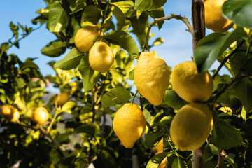 Ripe lemons hanging between the leaves on the branches of the trees of an organic citrus grove, in...