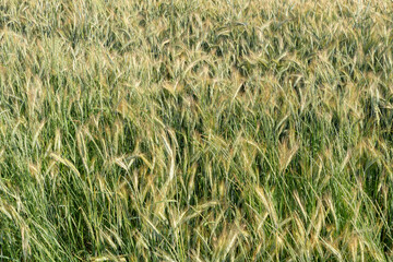 A field of young green wheat. Spikelets of wheat close-up. The season of planting grain.