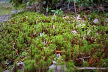 moss in the forest