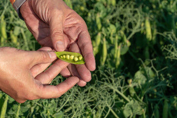 Naklejka na ściany i meble Growing green peas. The farmer holds an open pea pod in his hand. Eco-friendly agriculture. A large plantation of green peas
