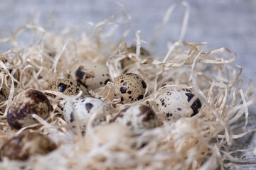 close up of quail eggs in a nest of dry grass. copy space for advertising of food or restaurant menu design. easter eggs