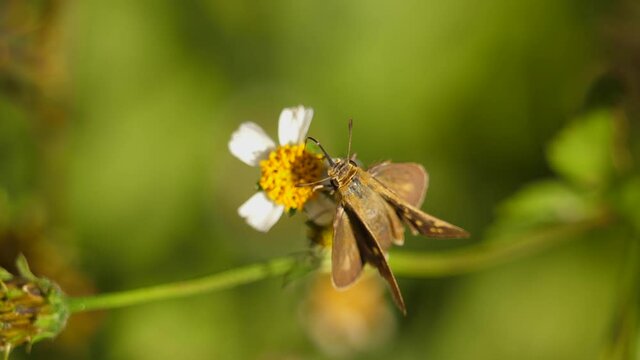 Hottentot Skipper walks on tiny wild flower. Macro closeup slowmo