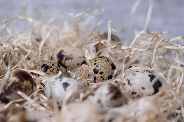 close up of quail eggs in a nest of dry grass. copy space for advertising of food or restaurant menu design. easter eggs