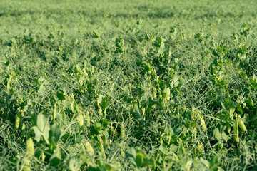 Fototapeta na wymiar A large field of green peas. Growing green peas on an industrial scale. Large agro-industrial business. Green pea pods close-up. Ecological agriculture.
