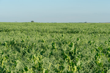 Fototapeta na wymiar A large field of green peas. Growing green peas on an industrial scale. Large agro-industrial business. Green pea pods close-up. Ecological agriculture.