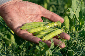 Growing green peas. Farmer's hand with a pea pod close-up. Eco-friendly agriculture. A large plantation of green peas