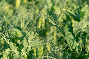 A large field of green peas. Growing green peas on an industrial scale. Large agro-industrial business. Green pea pods close-up. Ecological agriculture.