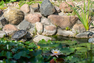 Fototapeta na wymiar A small marsh turtle basks in the sun sitting on a rock. Artificial pond in the park with fish and turtles. Landscape design.