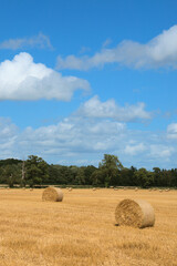 Wheat fields in the summertime.