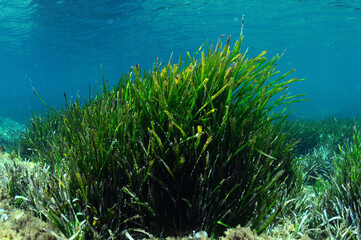 Fototapeta na wymiar Neptune grass on a Spanish Mediterranean beach