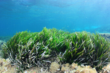 Neptune grass on a Spanish Mediterranean beach