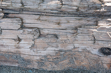 Closeup of driftwood with sand at the bottom for cool textures and design elements of nature.