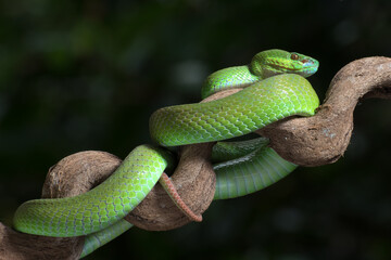 White-lipped island pit viper in dark background
