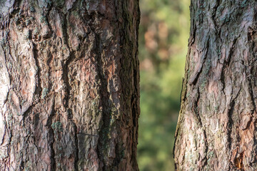 pine forest on a summer day. Tree trunks close-up. The texture of tree bark.