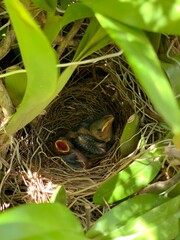 Bird nest 