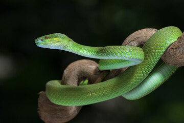 White-lipped island pit viper in dark background
