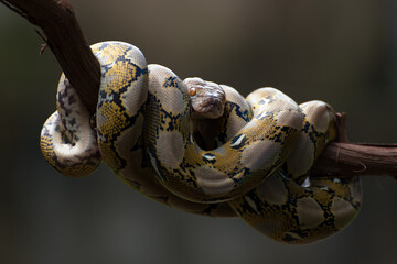 Reticulated python coiled around a tree branch