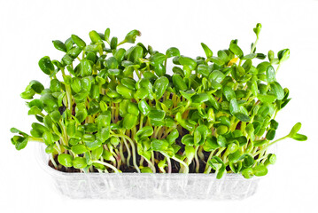 Young sunflower sprouts close up. Green sprigs of sprouted grains. Sprouts in a plastic container isolated on a white background.