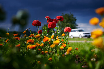 Verkehr und Umwelt - Weißer SUV zwischen bunten Blumen bei dramatischer Wetterstimmung, aufziehendem Gewitter