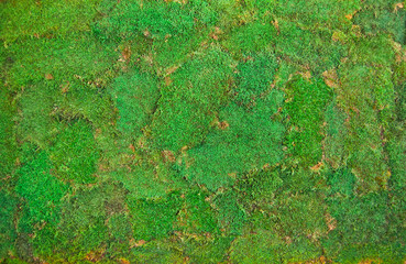Texture of green decorative moss. Natural moss for interior design.