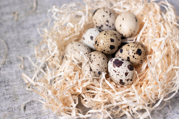 Naklejka na ściany i meble composition of quail eggs in a nest of dry grass or Wheat, oats, millet. with free space for text advertising of food or restaurant menu design. Healthy food concept.