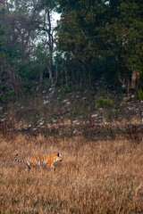 side view of wild bengal tiger on early morning stroll for territory marking at grassland area of terai region forest at uttarakhand india - panthera tigris tigris