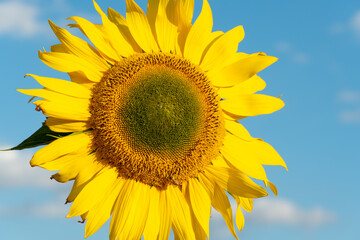 A large sunflower close-up against a blue sky.