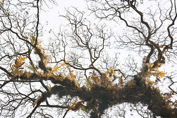 Bare branches of the tree with dead ferns leaves against bright sky,abstract wallpaper for graphic creative design.