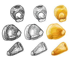 Grains corn. Vector color vintage hatching illustration isolated on a white