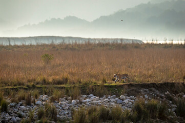 Wild royal bengal tiger in backlight on prowl for territory marking in scenic landscape of dhikala...