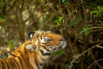 Fototapeta na wymiar Wild royal bengal tiger closeup or portrait in natural green background in terai region forest at dhikala zone of jim corbett national park or tiger reserve uttarakhand india - panthera tigris tigris