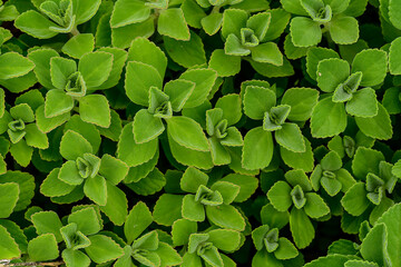 Green vegetation leaves ecological background - 417919747