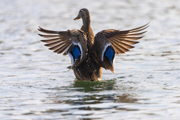 A duck in a river showing off it's wings