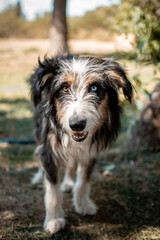border collie puppy
Perro con un ojo de cada color posando para la foto 