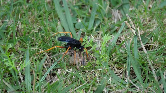 Red-femora Spider Wasp stings its prey, a twitching Huntsman Rain Spider